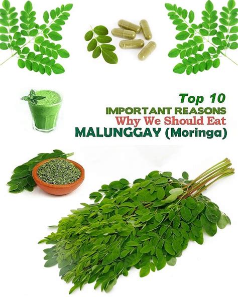 The Healing and Health Benefits of Malunggay (Moringa Oleifera).